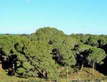 Sale - Апартаменты - Гвардамар дель Сегура - Сосновый лес