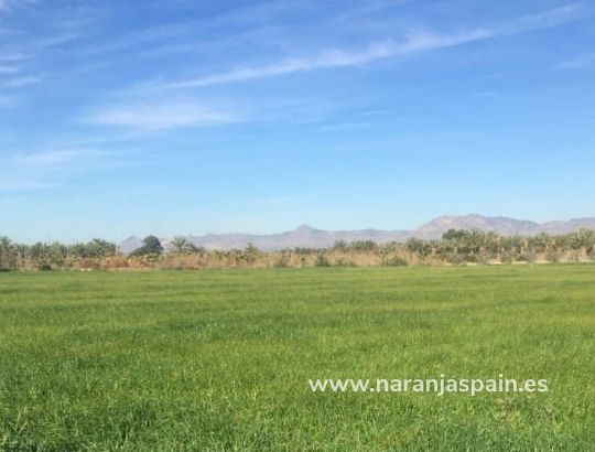 Działka - Sprzedaż - Crevillente - Alicante