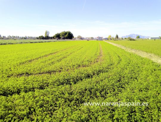 Działka - Sprzedaż - Dolores - Dolores