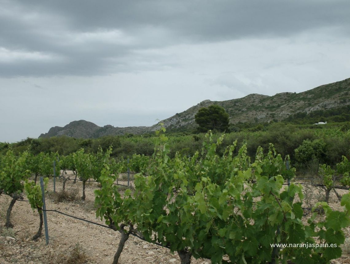 Nauja statyba - Villa - Yecla