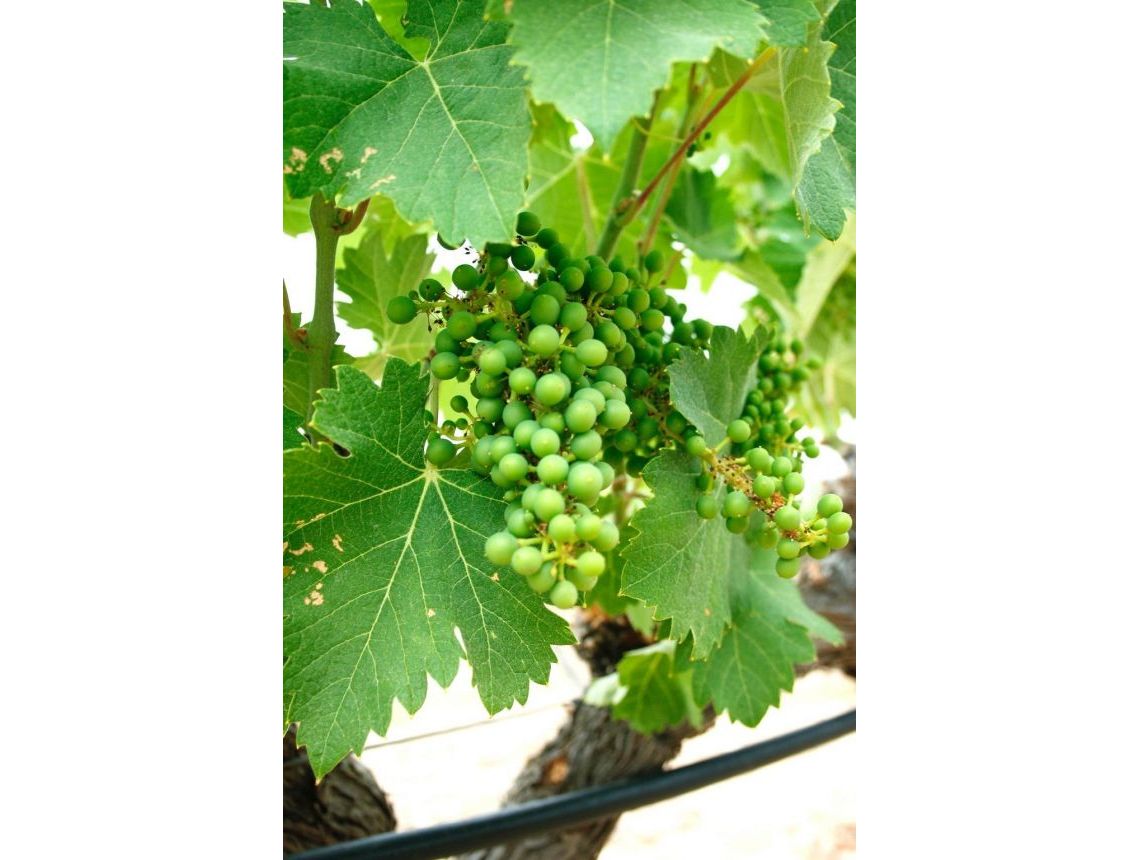 New build - Villa - Yecla