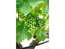 New build - Villa - Yecla