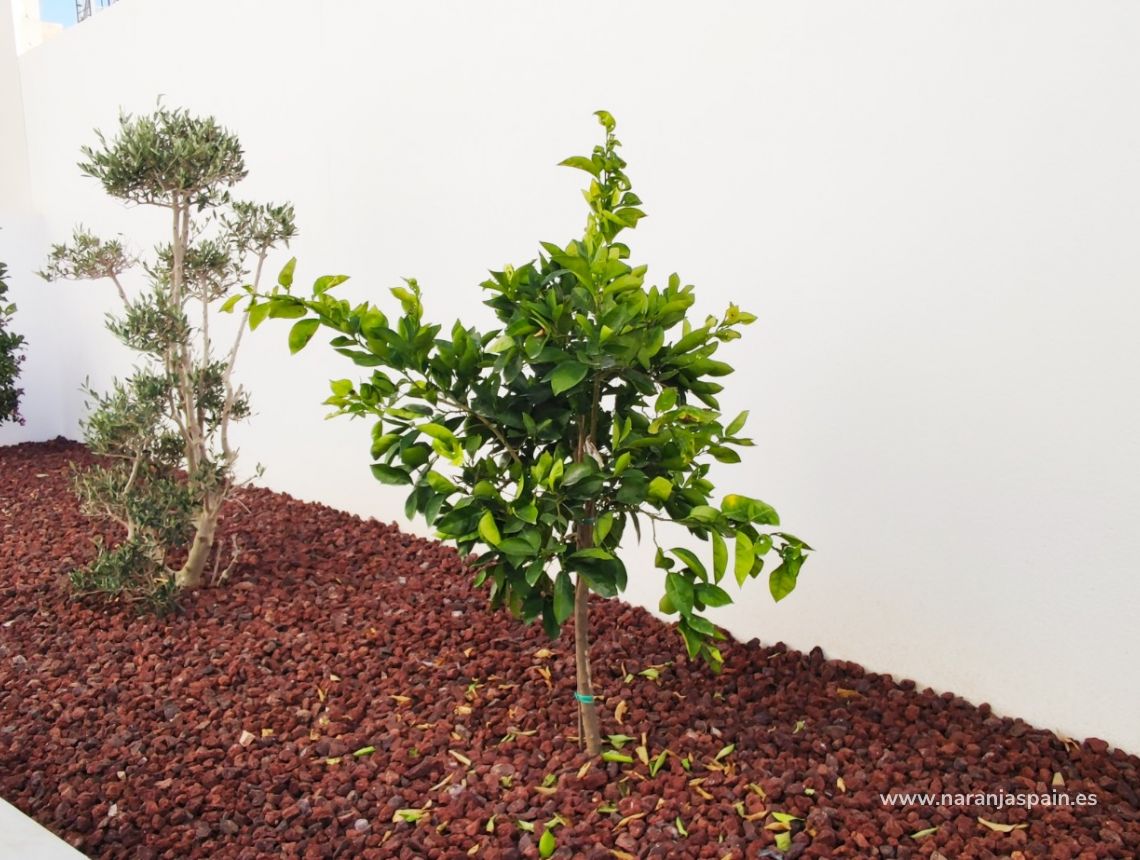 Nowa inwestycja - Willa - San Fulgencio - Urb. La Marina