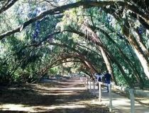 Obra Nueva - Bungalow - Torrevieja - Torrejón