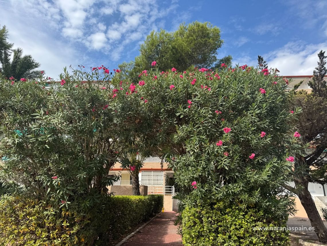 Parduodama - Apartamentai - Guardamar del Segura - Pinomar