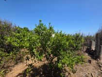 Parduodama -  Namas mieste - Guardamar del Segura - žaisti Guardamar