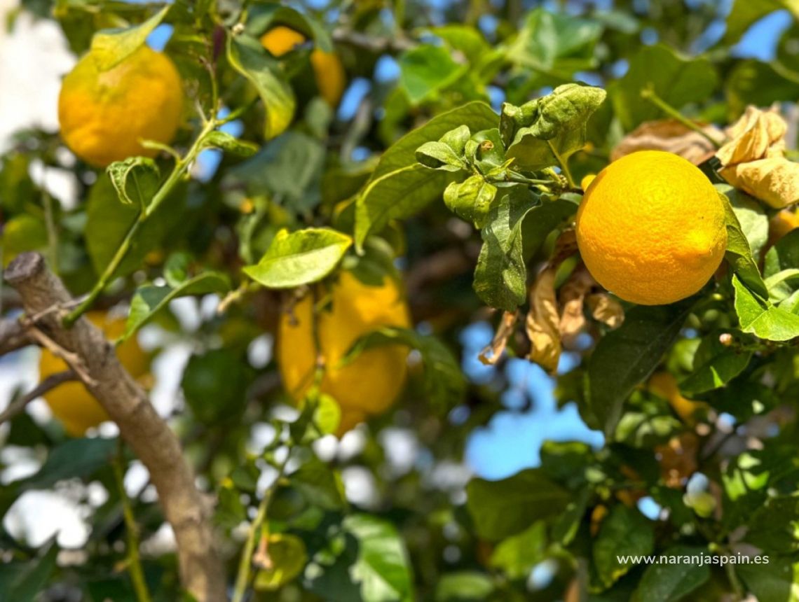 Parduodama - Vila - Orihuela Costa - Villamartín