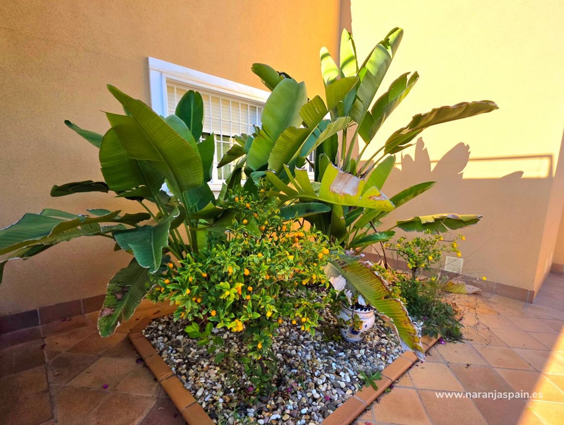 Parduodama - Vila - Torrevieja - Cabo Cervera