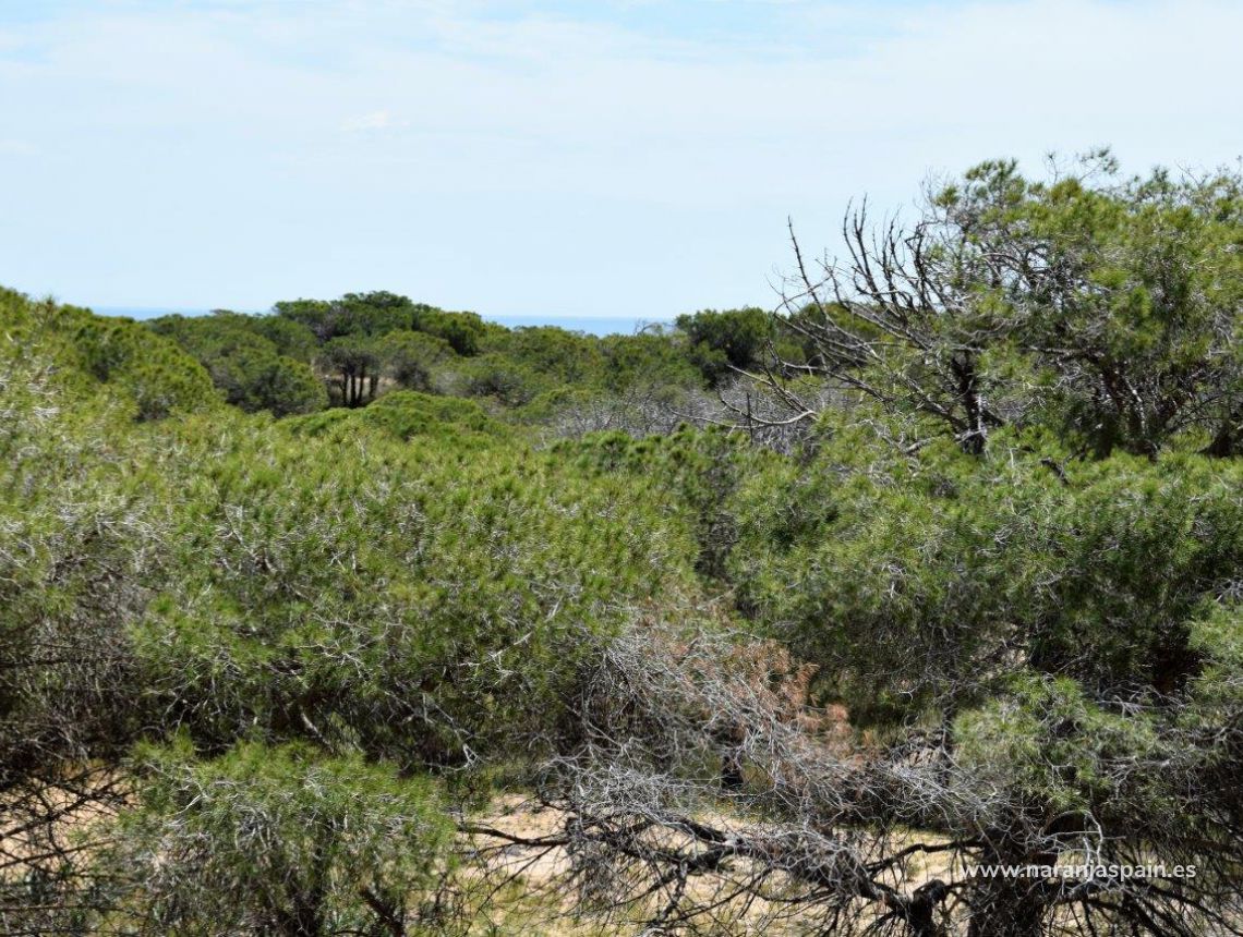 Sprzedaż - Apartament - Guardamar del Segura - Urb. Lomas del Polo