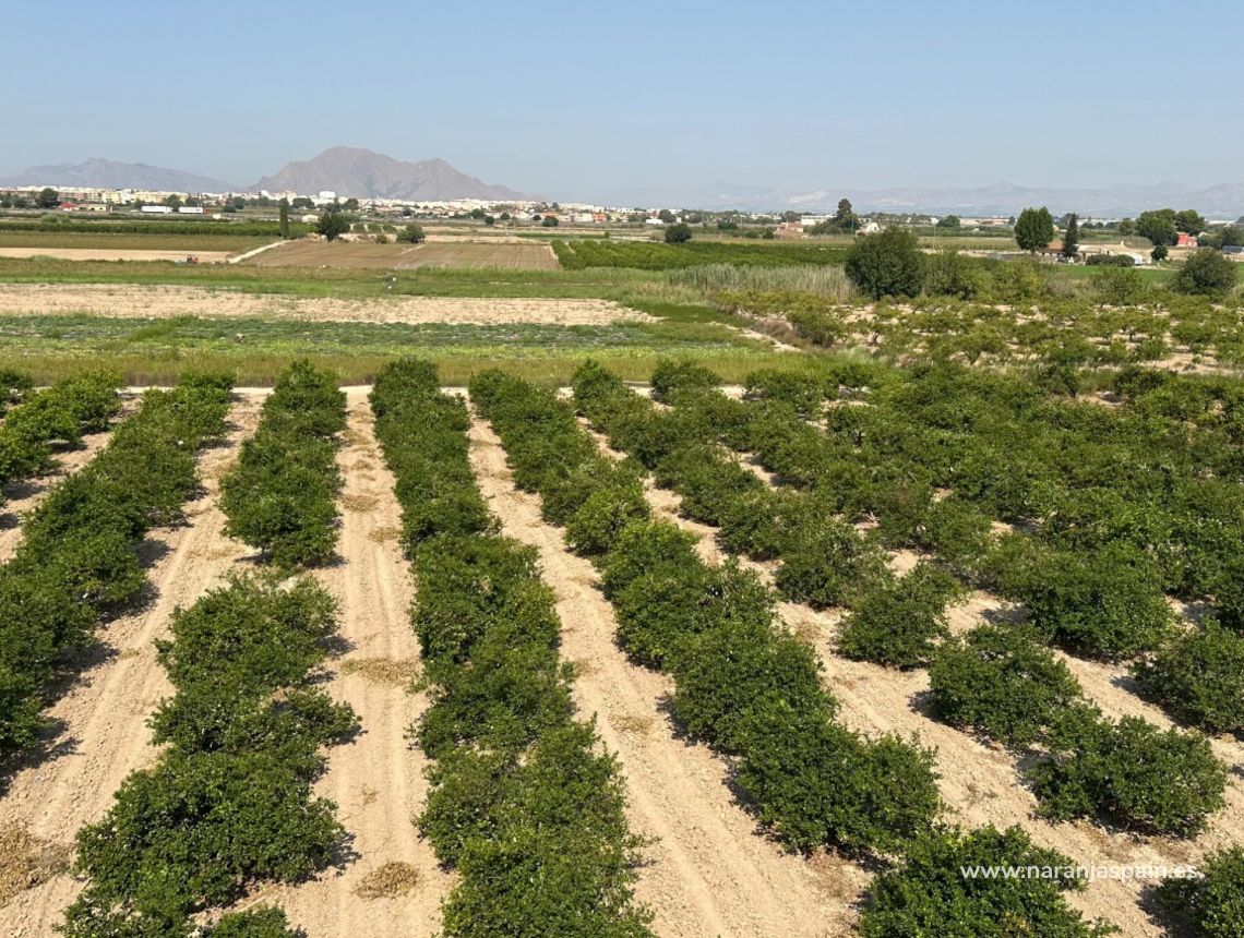 Sprzedaż - Bungalow - Daya Nueva