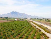 Sprzedaż - Działka - Callosa del Segura - Callosa De Segura