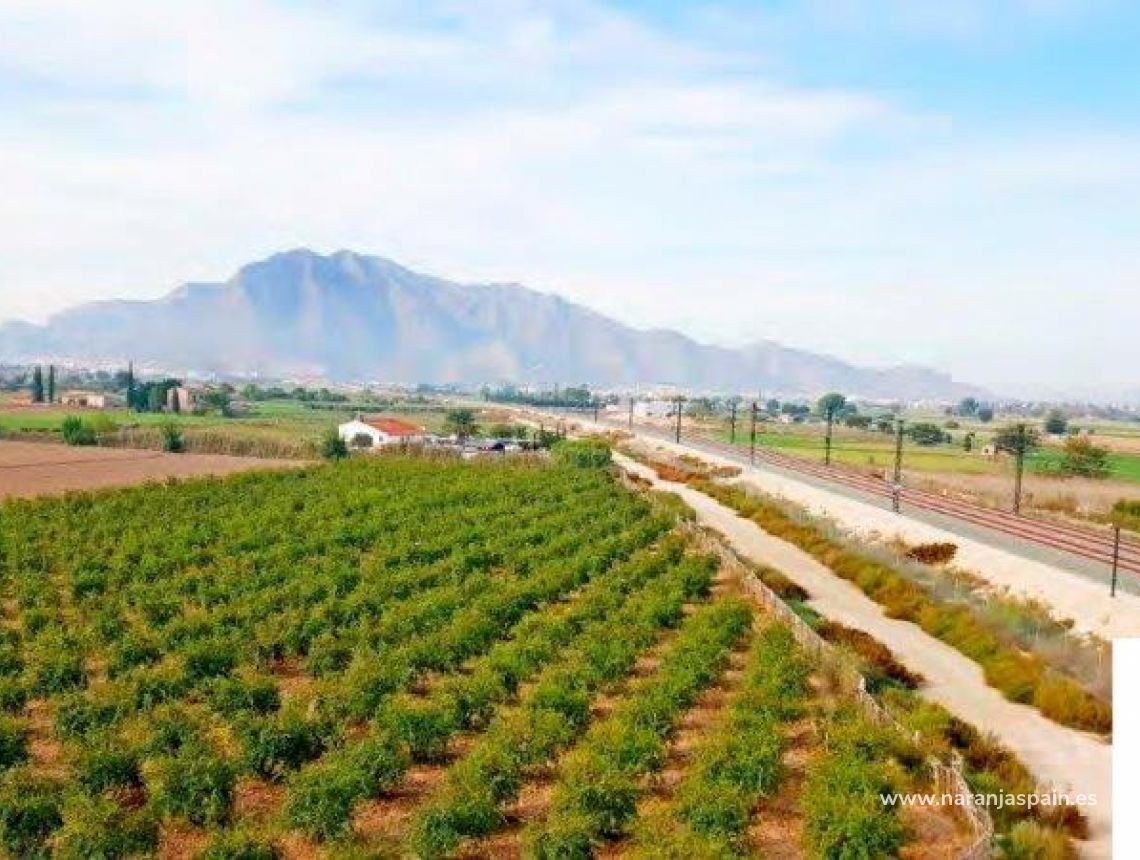 Sprzedaż - Działka - Callosa del Segura - Callosa De Segura