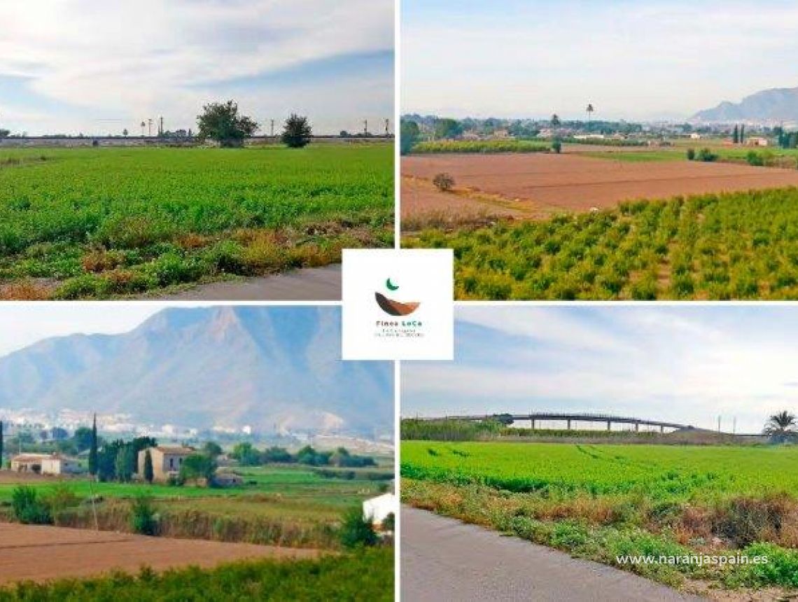 Sprzedaż - Działka - Callosa del Segura - Callosa De Segura