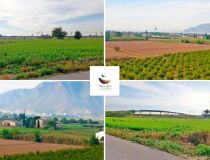 Sprzedaż - Działka - Callosa del Segura - Callosa De Segura