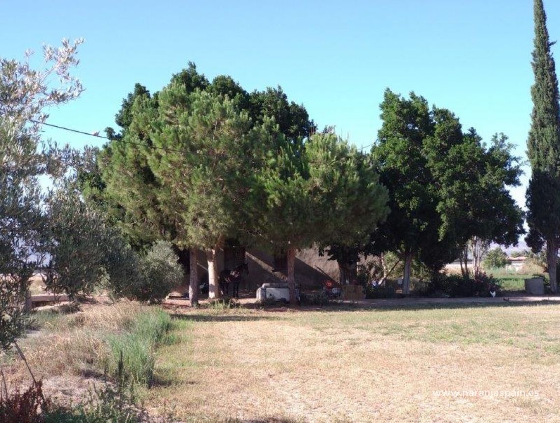 Sprzedaż - Działka - Callosa del Segura - Callosa De Segura