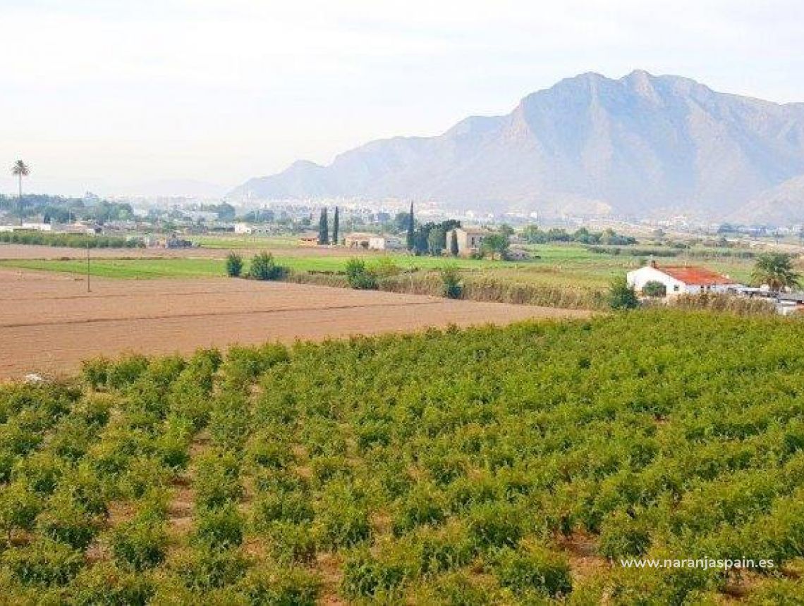 Sprzedaż - Działka - Callosa del Segura - Callosa De Segura