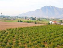 Sprzedaż - Działka - Callosa del Segura - Callosa De Segura