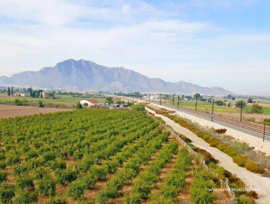 Sprzedaż - Działka - Callosa del Segura - Callosa De Segura