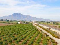 Sprzedaż - Działka - Callosa del Segura - Callosa De Segura