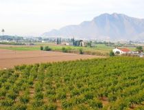 Sprzedaż - Działka - Callosa del Segura - Callosa De Segura