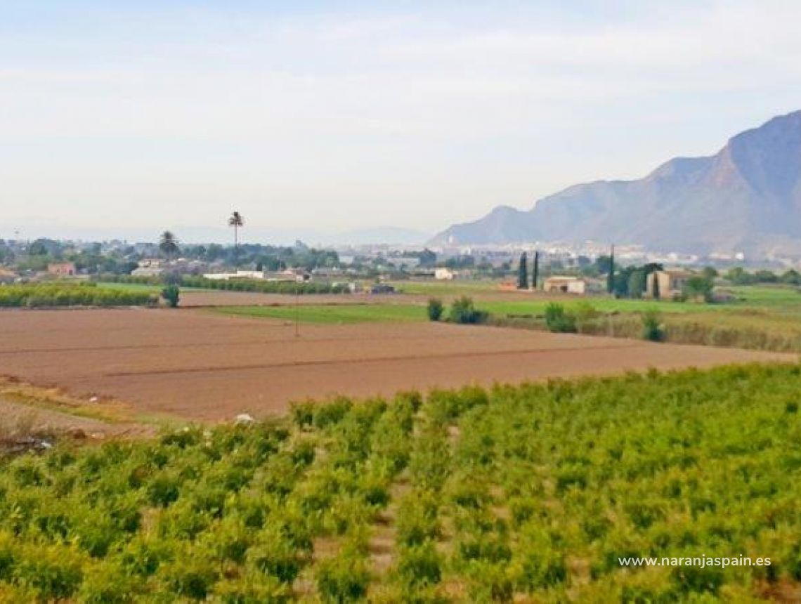 Sprzedaż - Działka - Callosa del Segura - Callosa De Segura