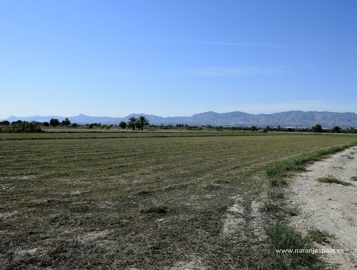 Sprzedaż - Działka - Catral