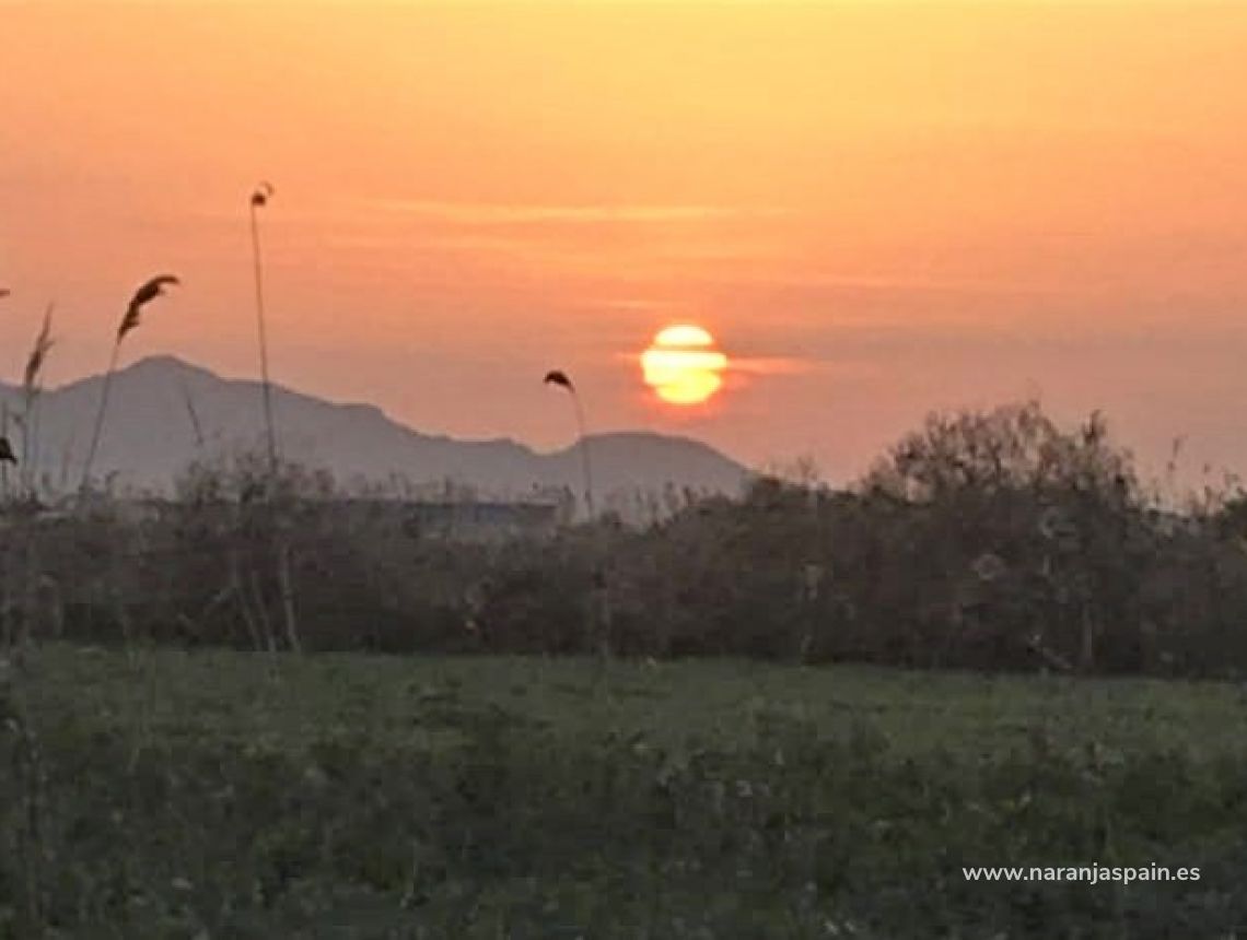 Sprzedaż - Działka - Crevillente - Alicante