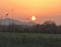 Sprzedaż - Działka - Crevillente - Alicante