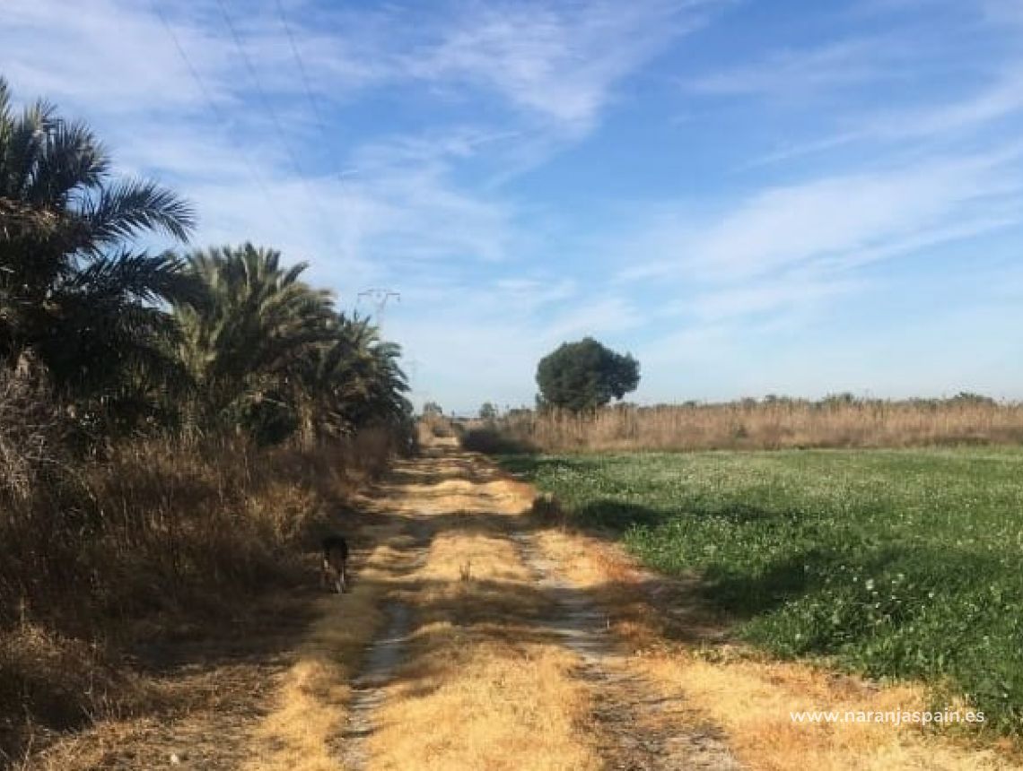 Sprzedaż - Działka - Crevillente - Alicante