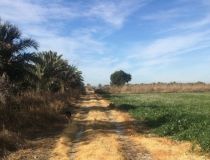 Sprzedaż - Działka - Crevillente - Alicante