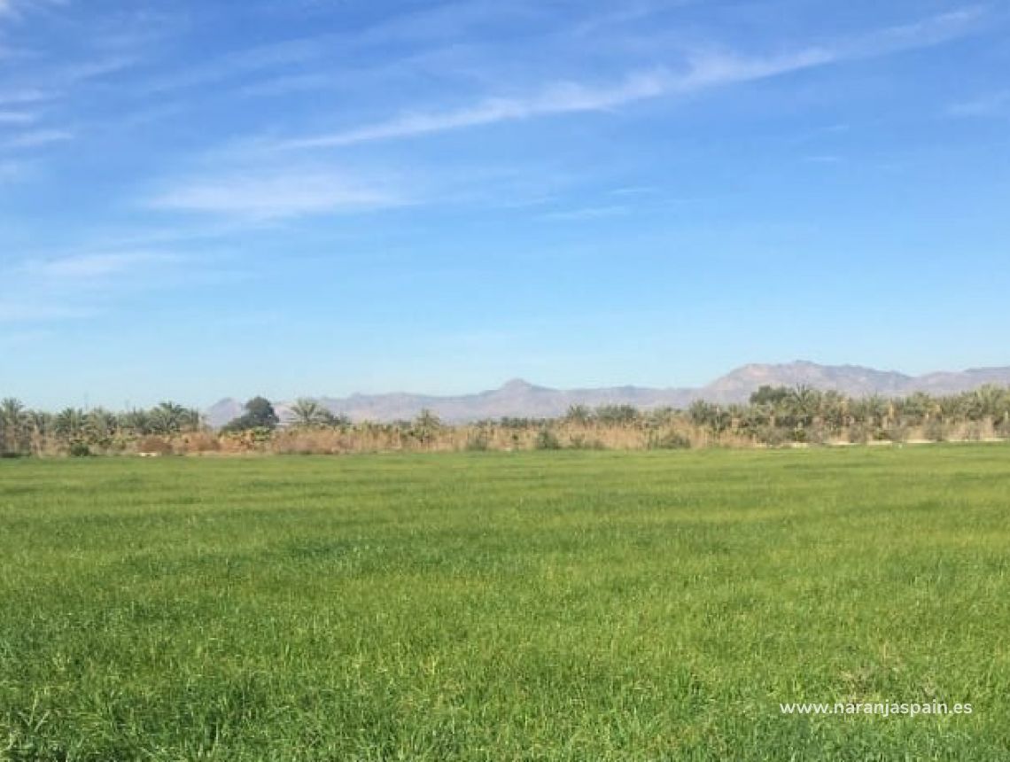 Sprzedaż - Działka - Crevillente - Alicante