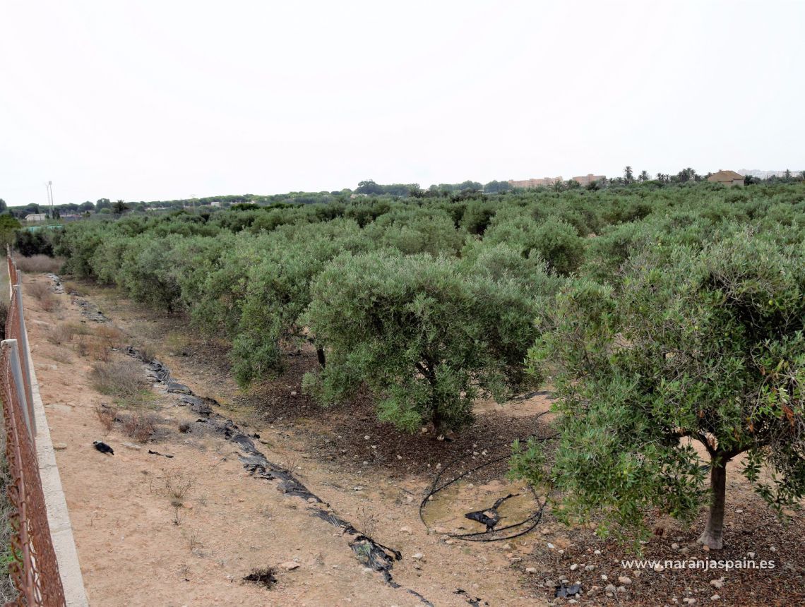 Sprzedaż - Działka - Guardamar del Segura - Urb. Lomas del Polo