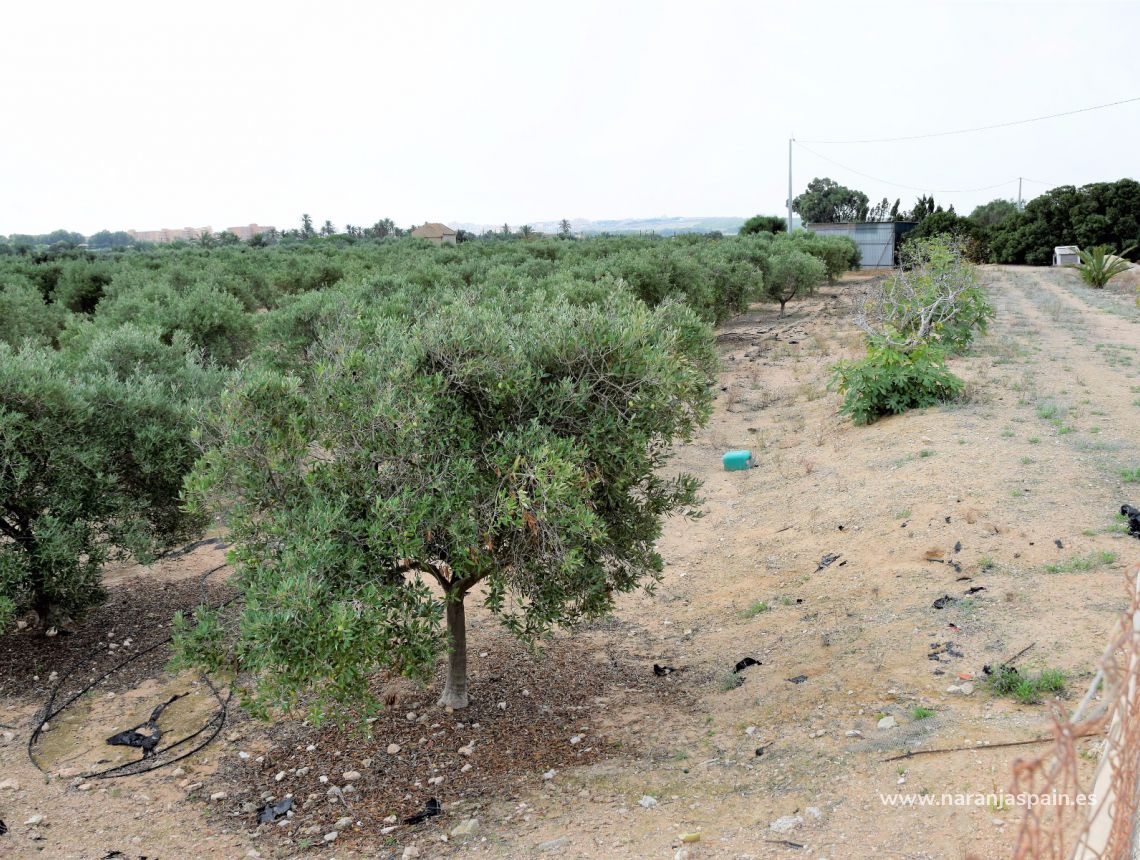 Sprzedaż - Działka - Guardamar del Segura - Urb. Lomas del Polo