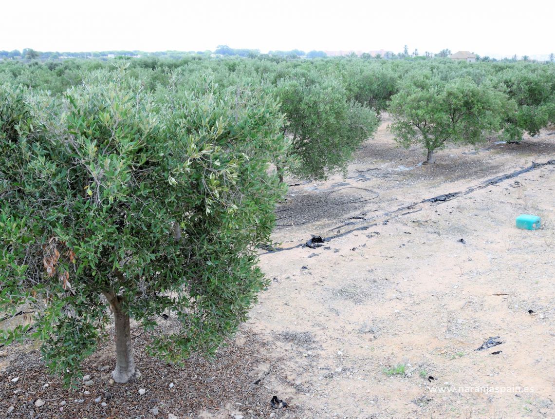 Sprzedaż - Działka - Guardamar del Segura - Urb. Lomas del Polo