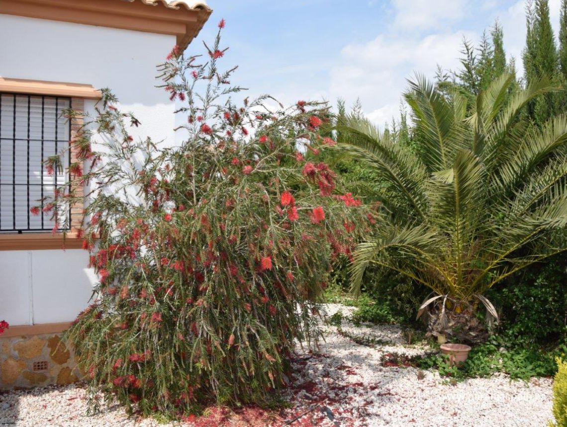 Sprzedaż - Willa - Guardamar del Segura - Urb. El Raso