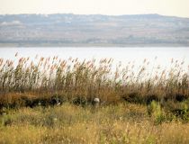 Sprzedaż - Willa - Torrevieja - El Chaparal