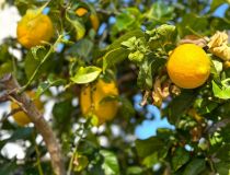 Til Salgs - Hytte - Orihuela Costa - Villamartín