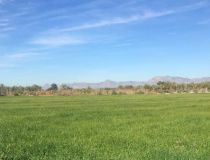 Участки - Sale - Crevillente  - P-3078