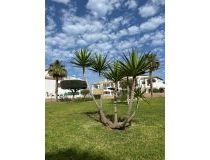 Utleie - Bungalow - Orihuela - Punta Prima