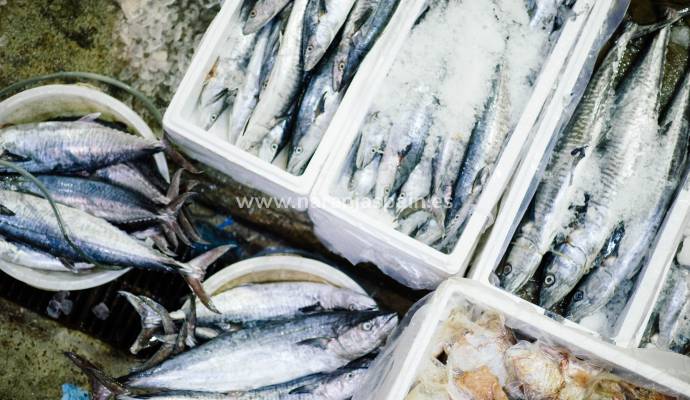 ​Compra pescado fresco en Guardamar del Segura