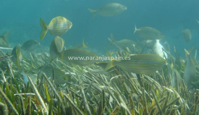 15 Destinos en Costa Blanca y una actividad