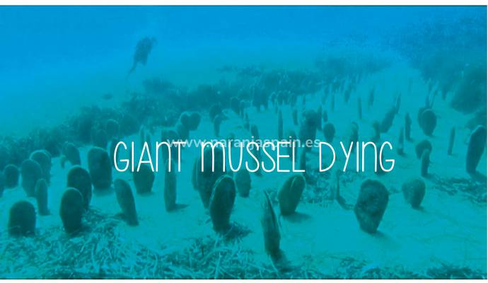 Torrevieja hjälper till att bevara en marinart som dör.