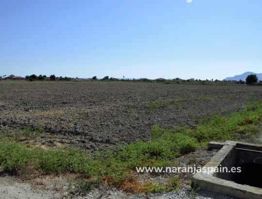 Land - Til Salgs - Catral - Catral